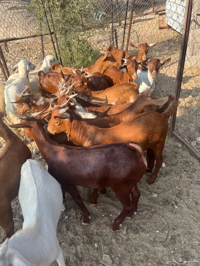 تيوس العدد 14 الحد من. 1100 15