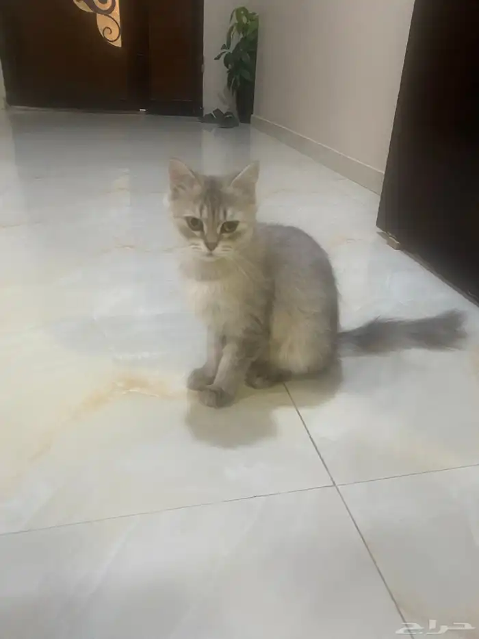 لقينا قطه بالخليج 3