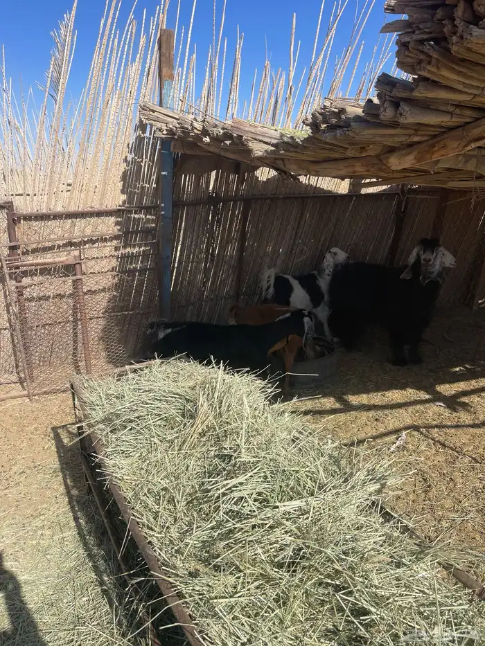 معزاء دفيع 7