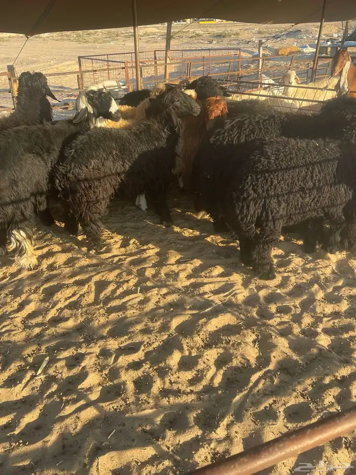 جذعان عرب طيبه 1