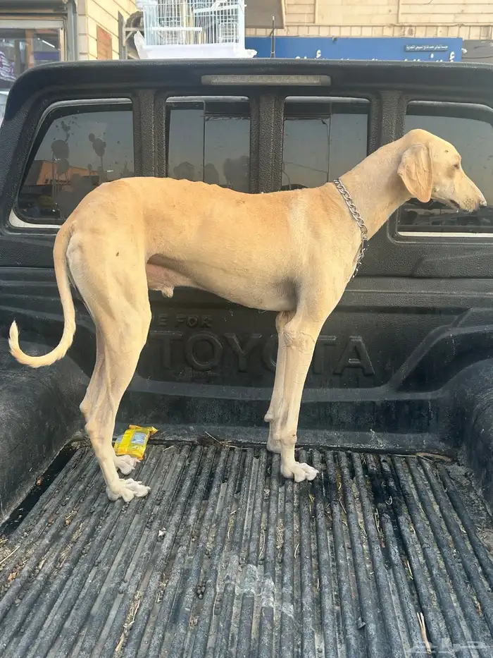 سلوقي ساحلي 3