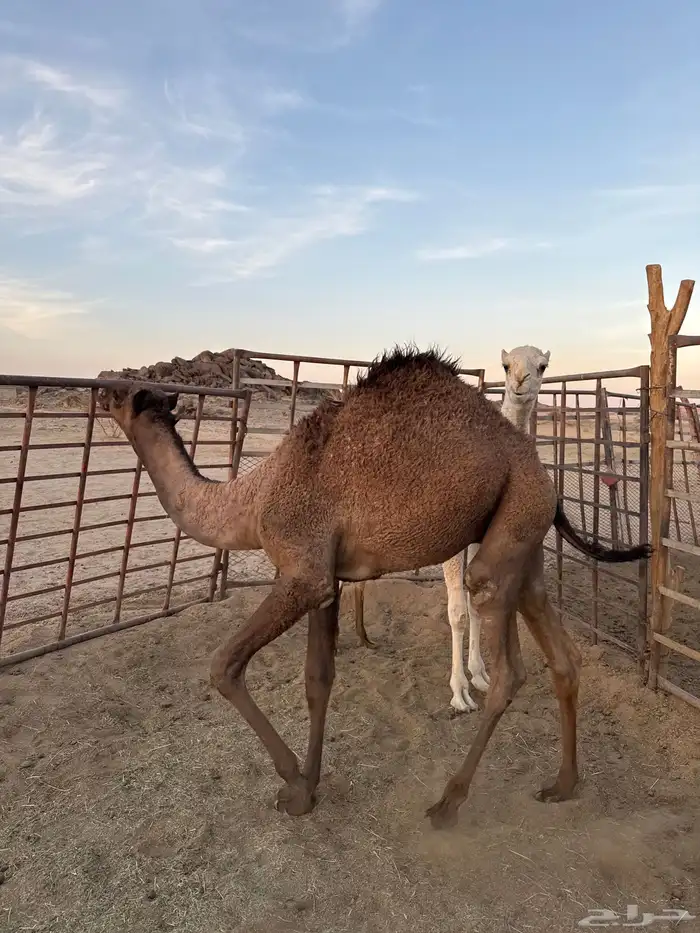 قعدان على حليب أمها م شاءالله للبيع 2