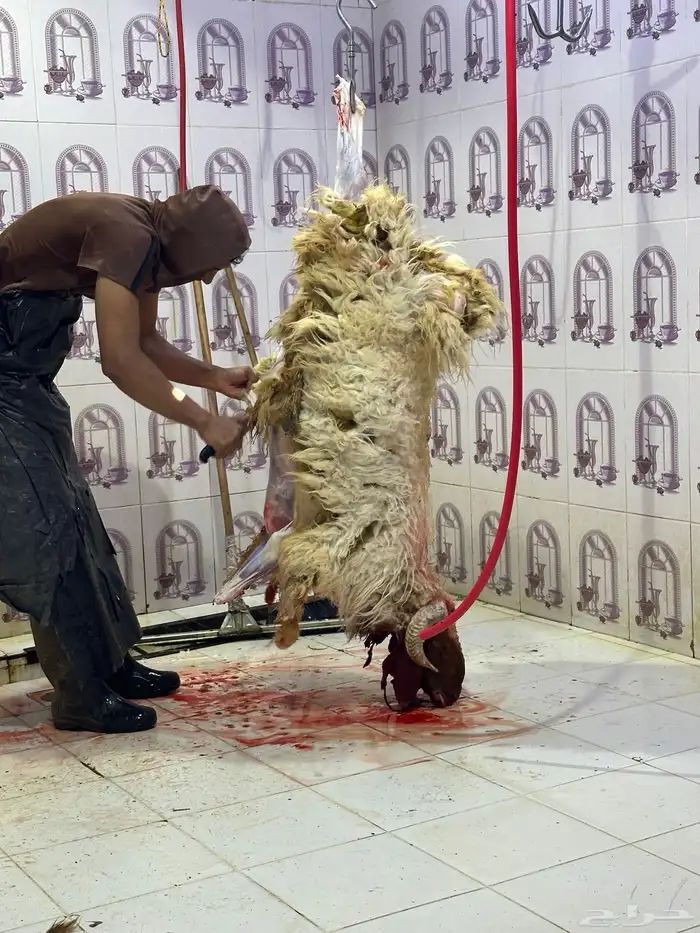 خرفان نعيمي ارخص سعر 0