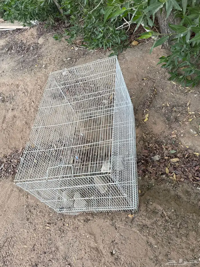 للبيع شبك سمان صوص ارانب طيوروغيرها البيع مستعجل. السعر 15 2