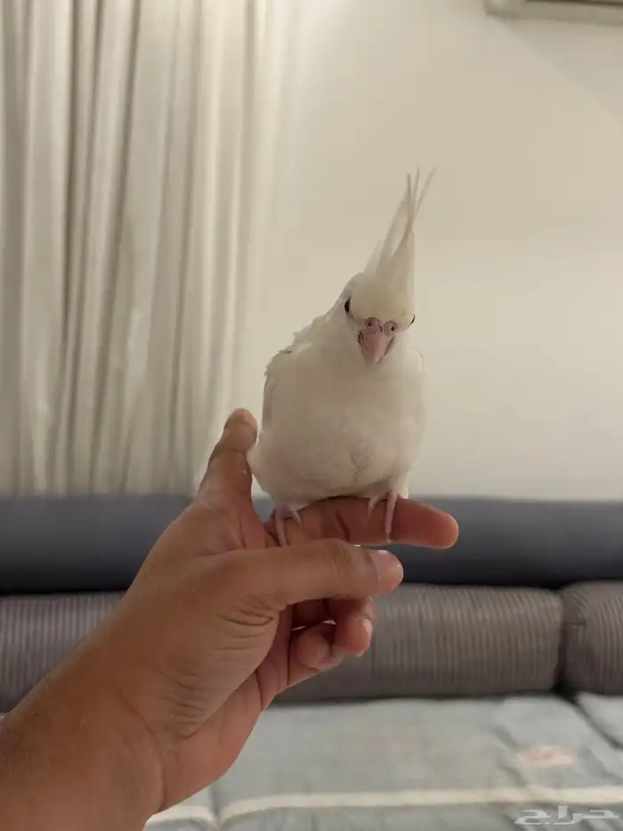 فروخ كروان بداية فطام اليفين جدا 32