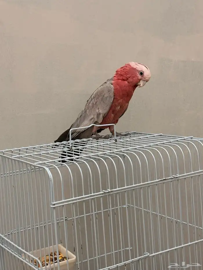 ببغاء كوكاتو 0