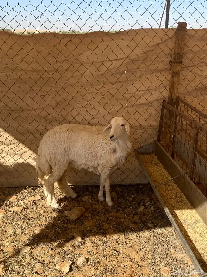 رخال حريات و شاه حايل 5