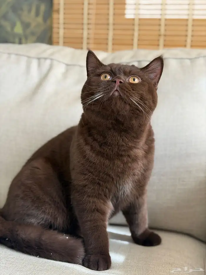 ذكر British Shorthair لون سينمون للتزاوج 0
