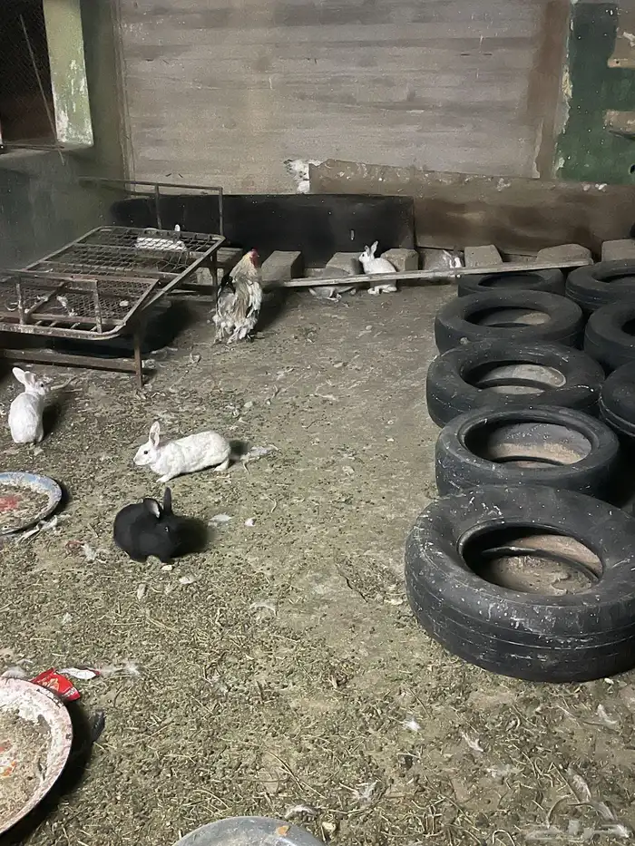 ارانب للبيع 0