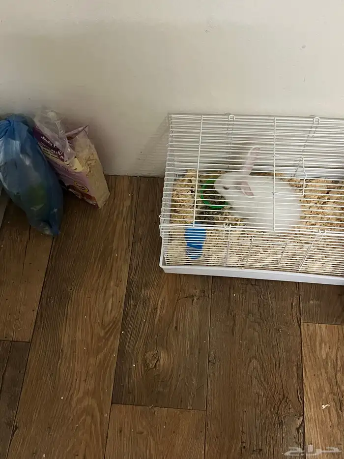 ارنب بجميع ملاحقته 0