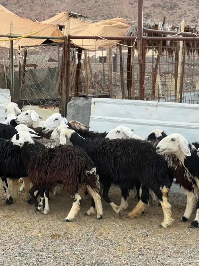 ضان حجريات صنف 13