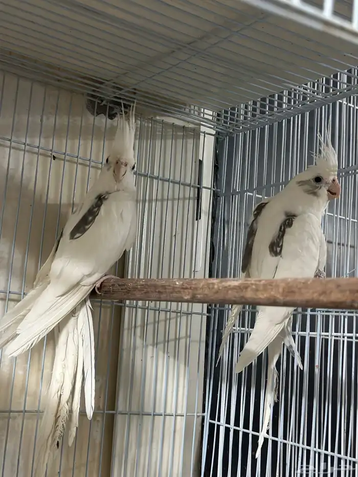 كروان هافي بايد 2