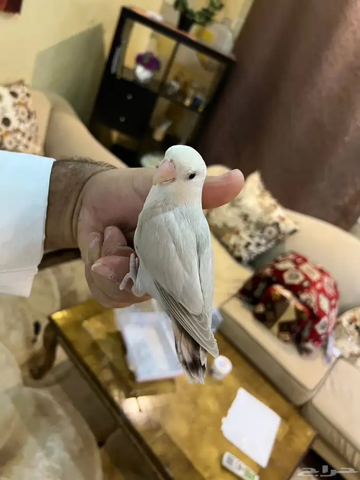 روز اليف جدا جدا مناسب لللأطفال مسلي شرط صحه و نظافه 4