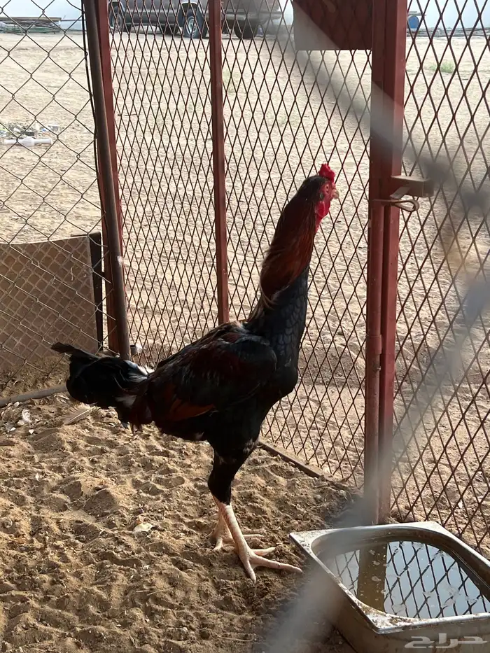 ديوك الموقع المظيلف 2