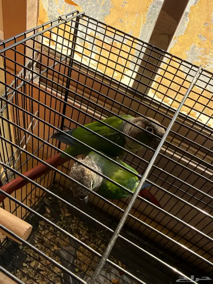 جوز كنيور قرين شيك 1