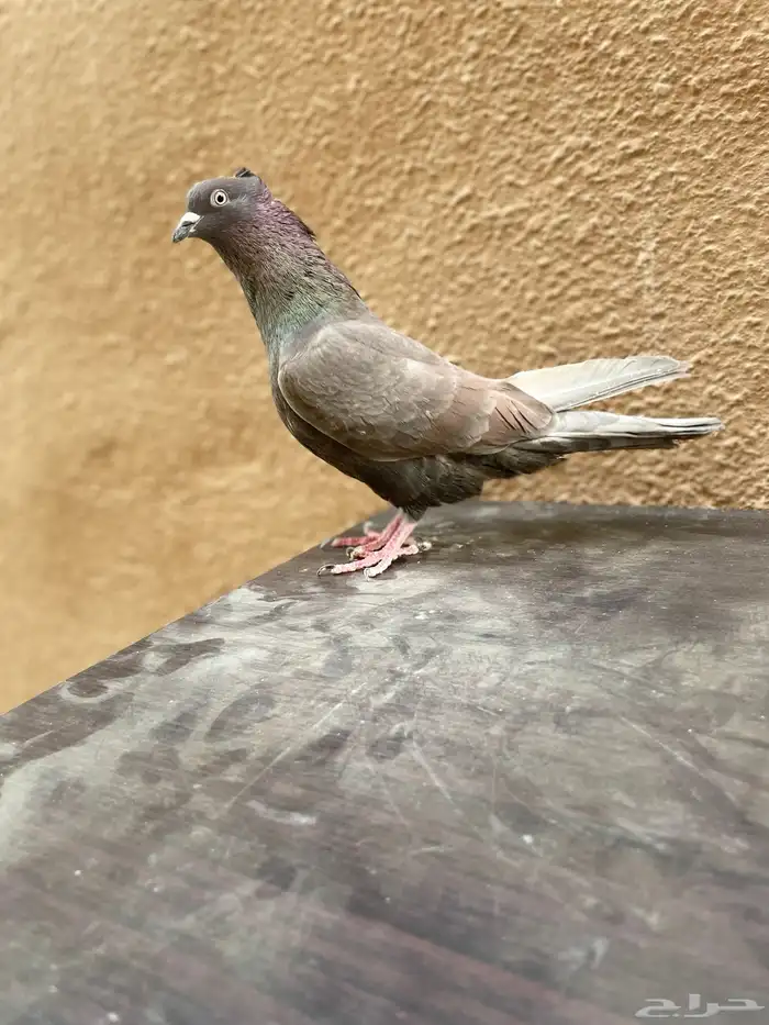 حمام قطايف 0