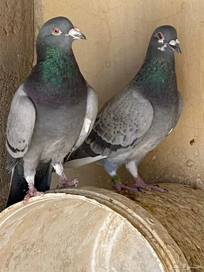 زوج زاجل للبيع 0