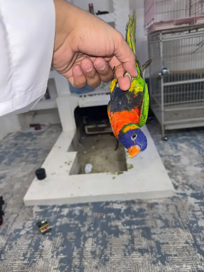 لوري ريمبو . اليف عمره 9شهور 4