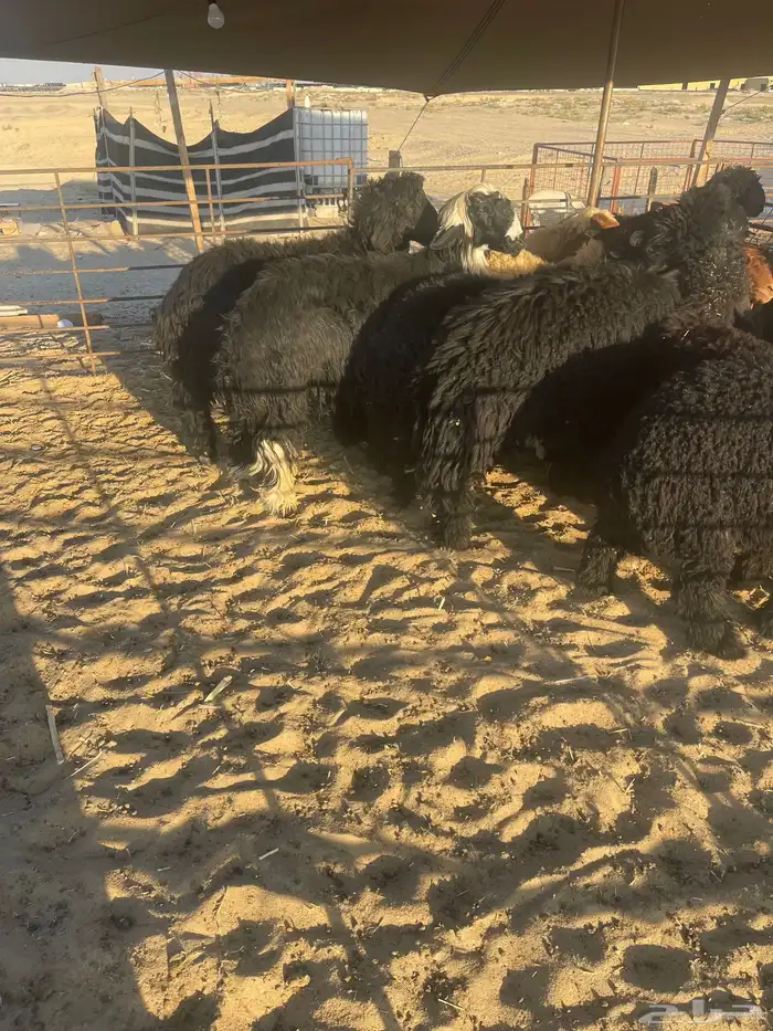 جذعان عرب طيبه 0