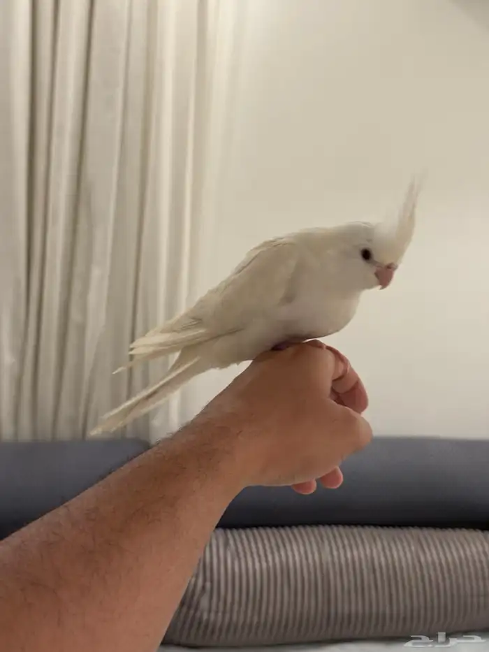 فروخ كروان بداية فطام اليفين جدا 28