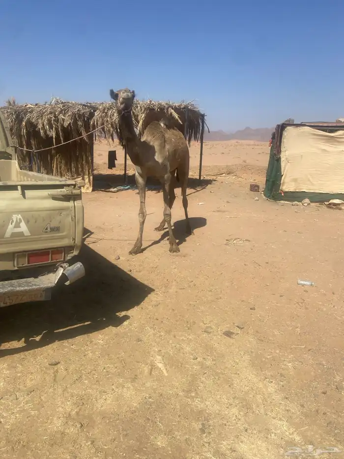 للبيع قعود لقي 0