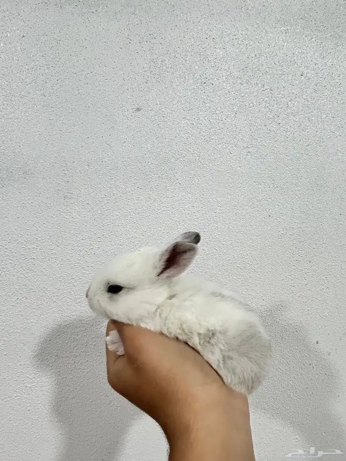 أكيت ارانب نذر لاند الهولندية القزمية 8