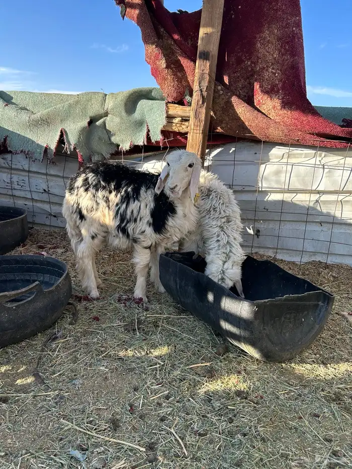 رخال اعمارهن تقريبا فوق ثلاث شهور 2