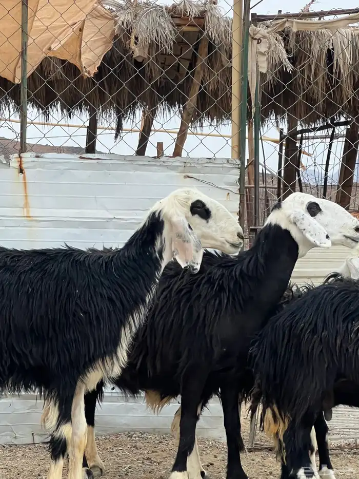 ضان حجريات صنف 31