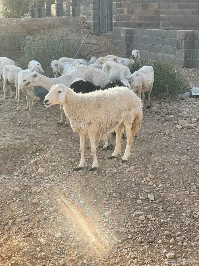 حرية متبع طيبة وحرية رباع دافع 4 شهور 5