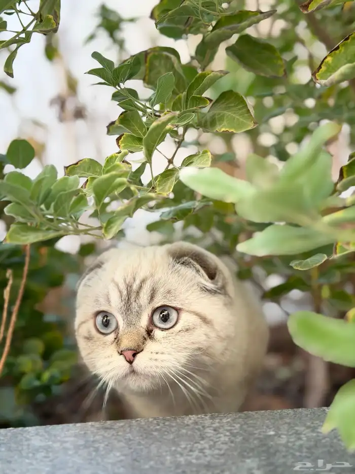 قطه سكوتش تبني عاااجل الرياض 5