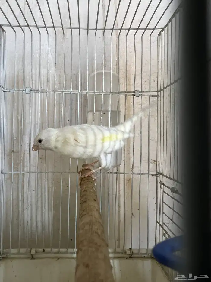 فحل كناري اوربي(تم البيع) 5