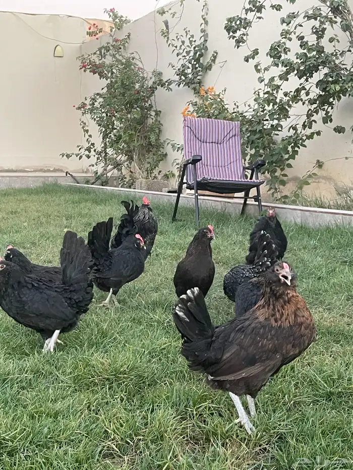 بيض دجاج زينة مخصب بإذن الله 23