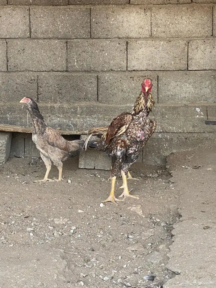 دجاج باكستاني نسل ابو ريتاج 2