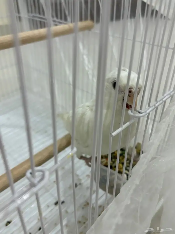 طير كروان البينو 2