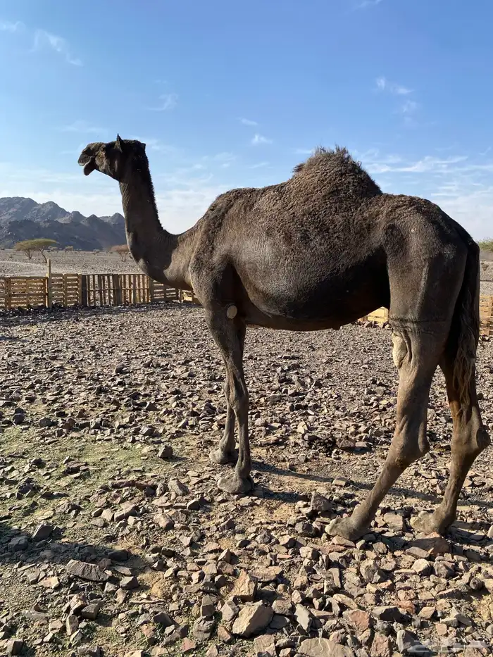 لقحه مجهم من فروع البل ناقة كفو ناقة انتاج الحد7500 0