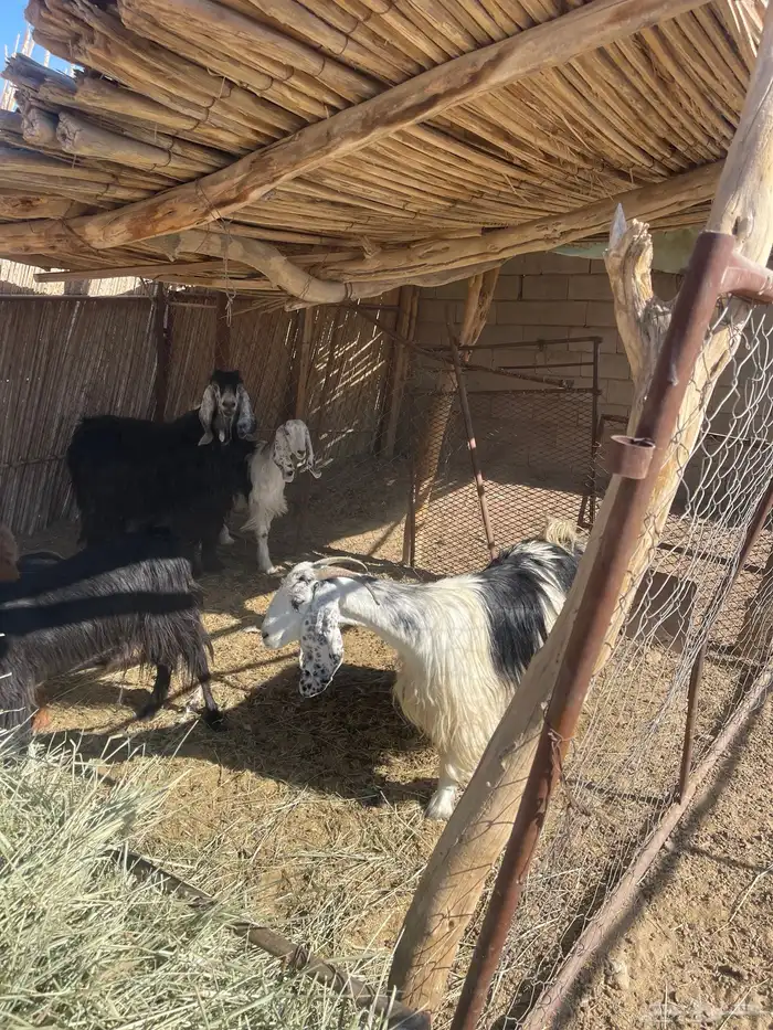 معزاء دفيع 2