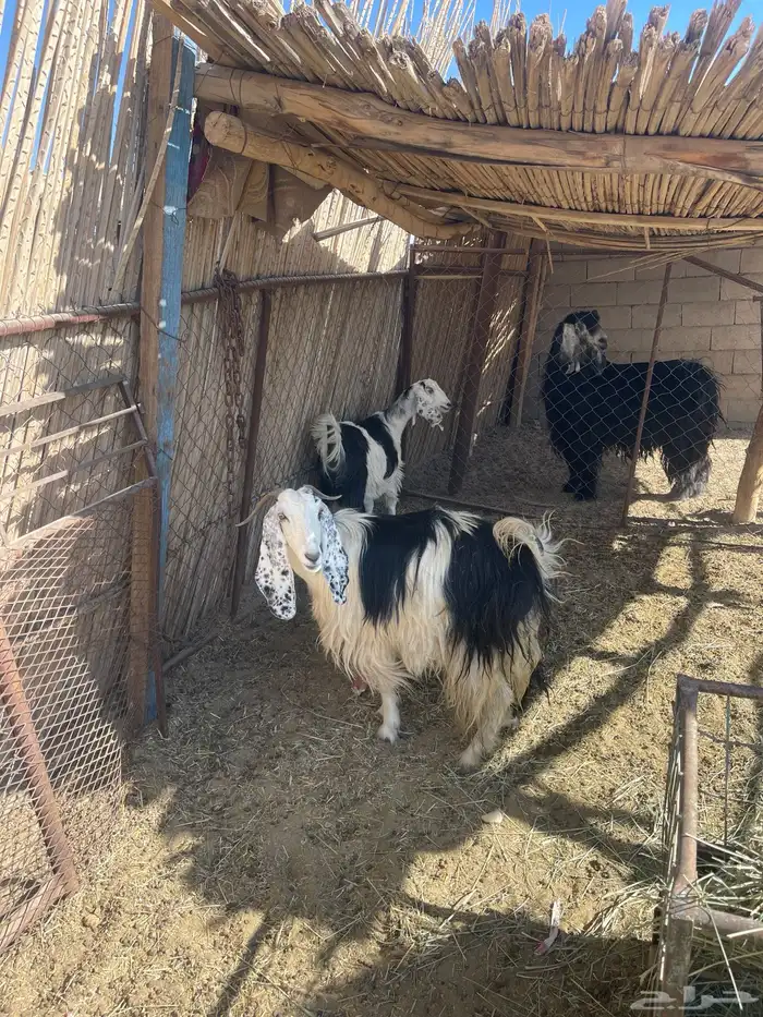 معزاء دفيع 9