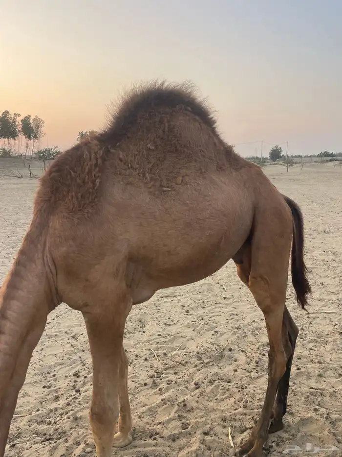 قعود وبكرتين على اللبن للبيع 0