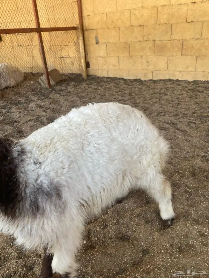 مطفل تحتها رخل 4