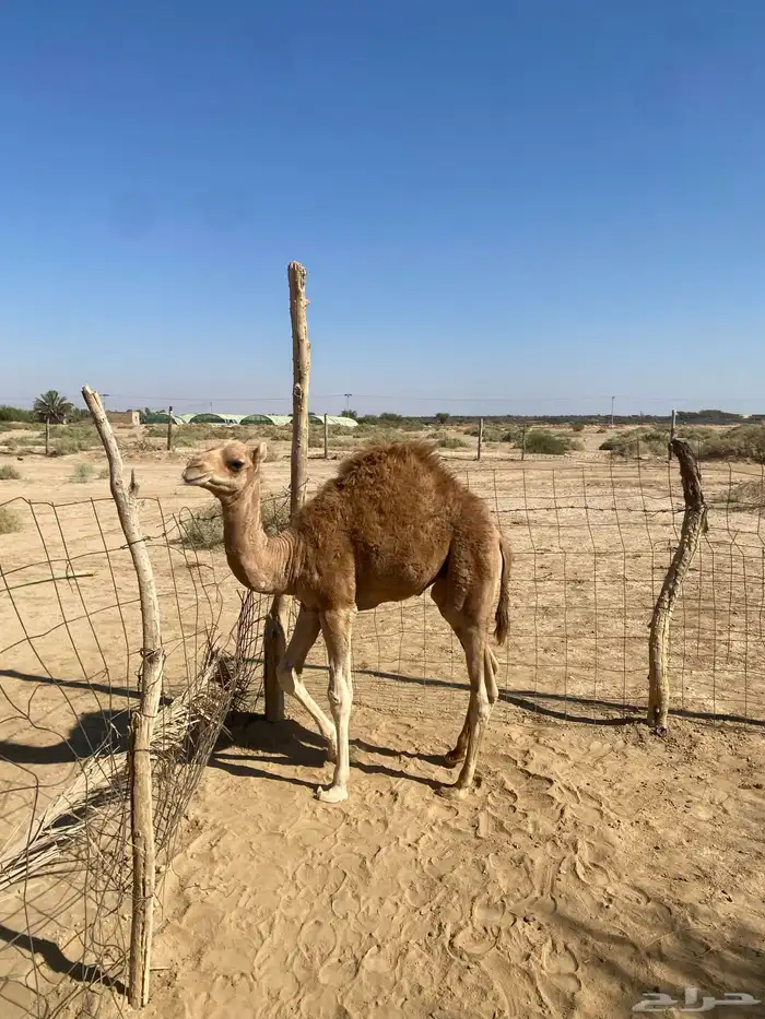 خلفه حمراء ساحليه 8