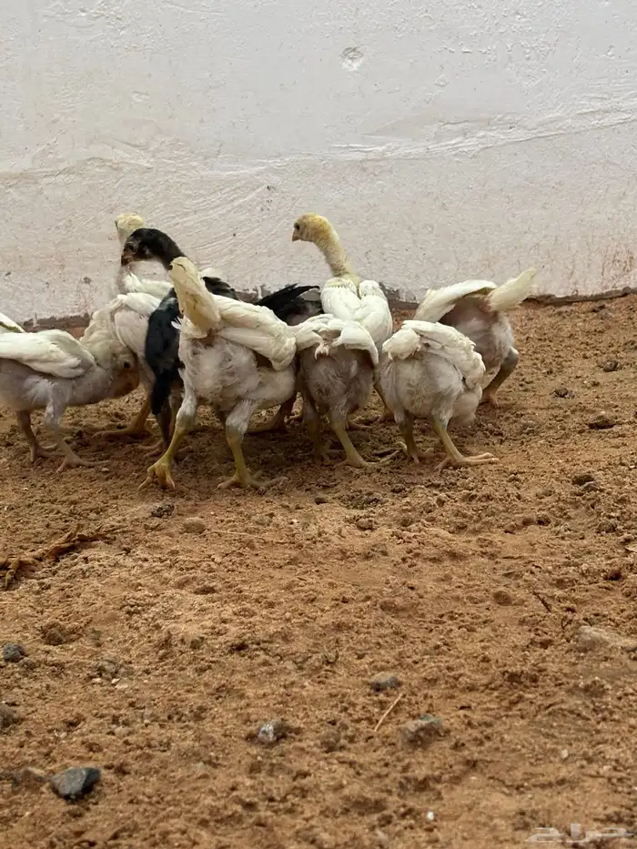 صوص دجاج فارسي حجازي 2