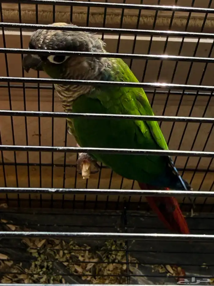 جوز كنيور قرين شيك 5