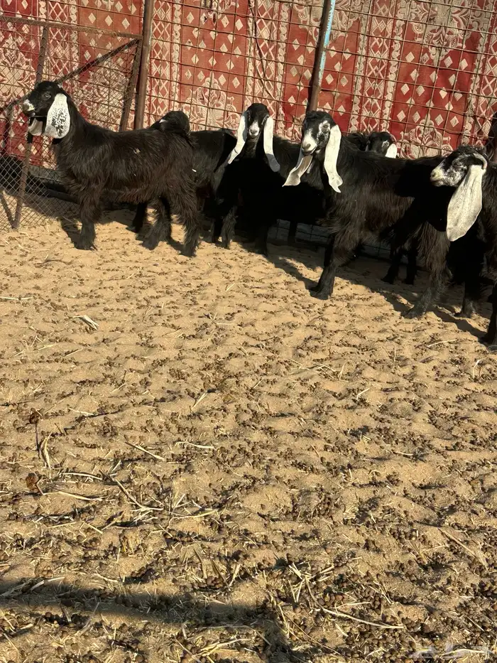 جفرات عوارض 5