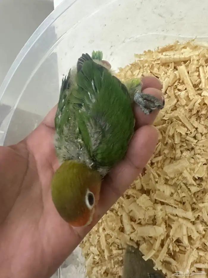 للبيع فيشر غر ب 50 و 70 تم البيع 5