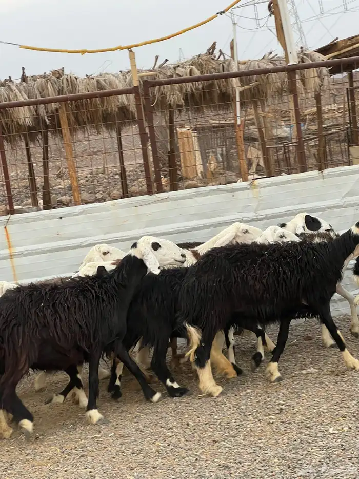 ضان حجريات صنف 14