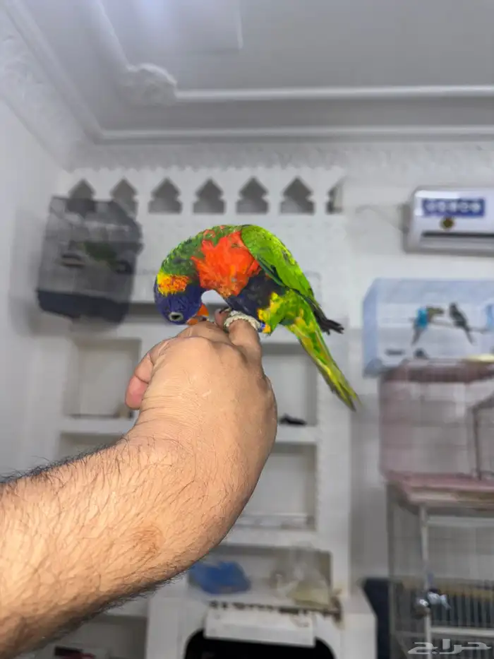 لوري ريمبو . اليف عمره 9شهور 2