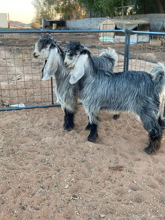 تيس فحل معزا عوارض شهب 9