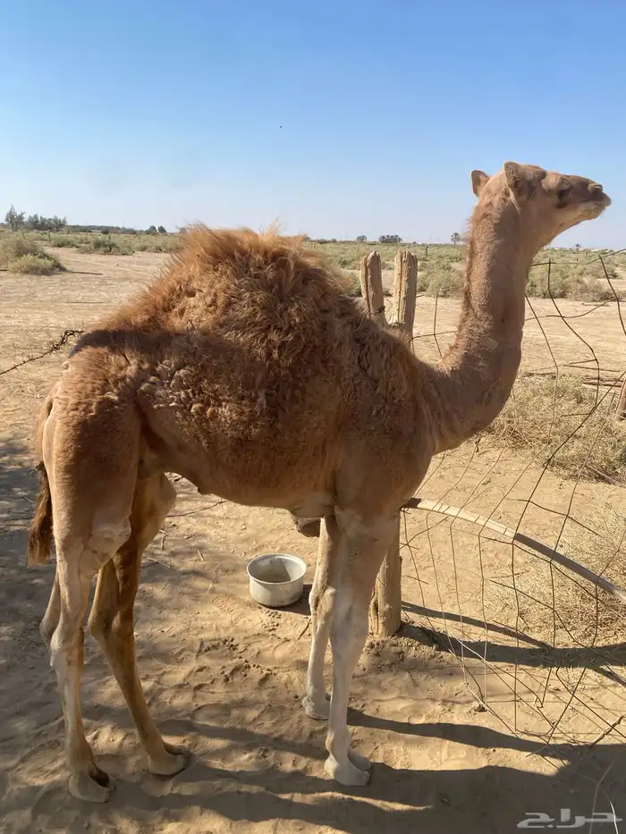 خلفه حمراء ساحليه 11