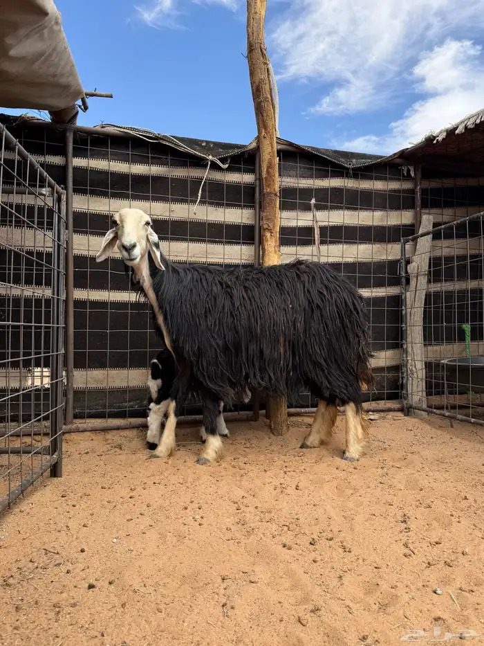 نعجة نجدية والد 1