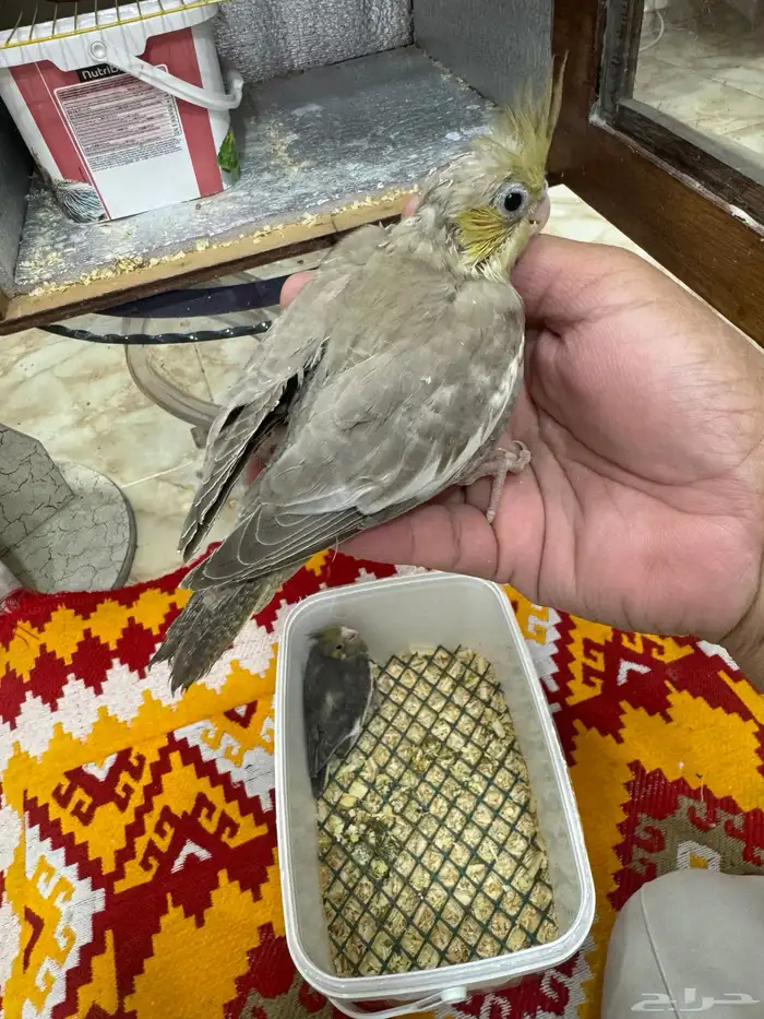 فروخ كروان 2